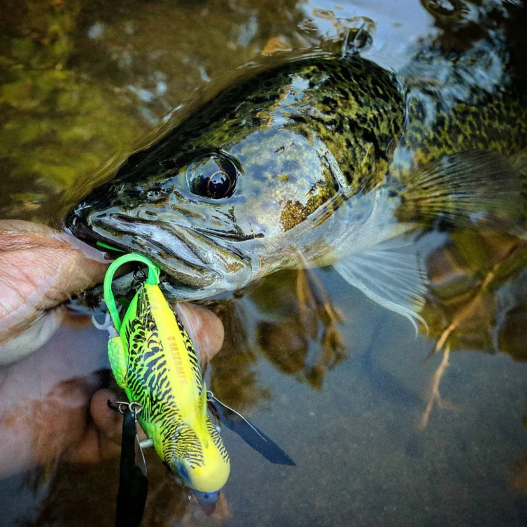 Umpan Chasebaits The Smuggler Topwater
